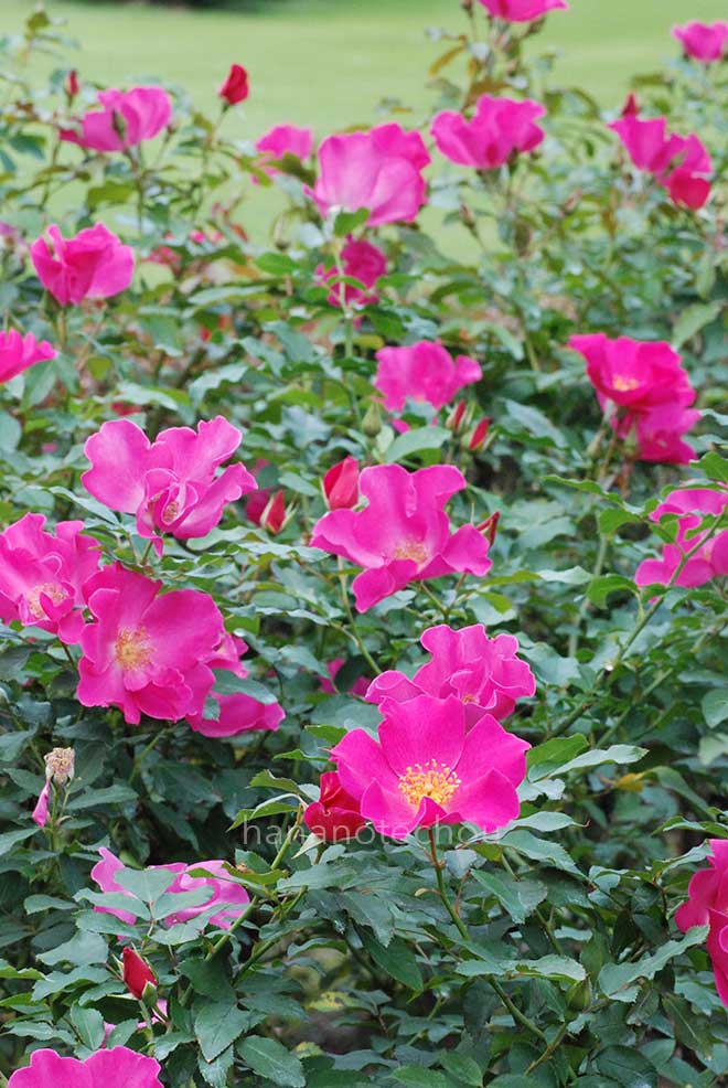 バラ プレイガール|花の手帖の薔薇図鑑