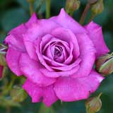 バラ プラムダンディ|花の手帖の薔薇図鑑