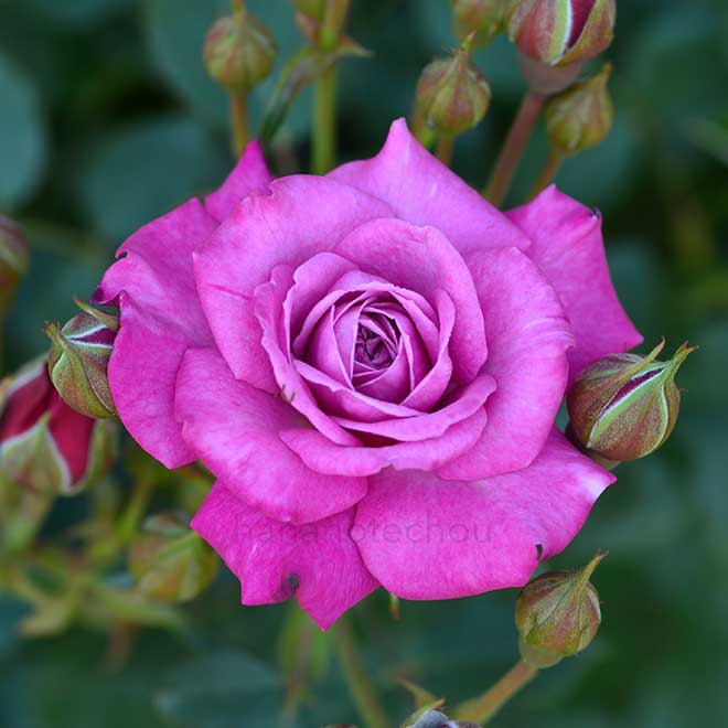 バラ プラム ダンディ|花の手帖の薔薇図鑑