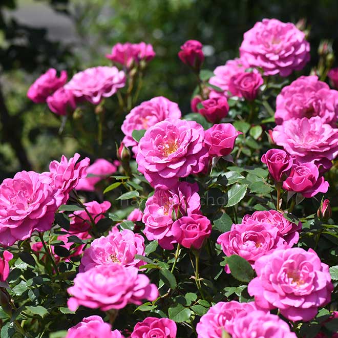 バラ プラム ダンディ|花の手帖の薔薇図鑑