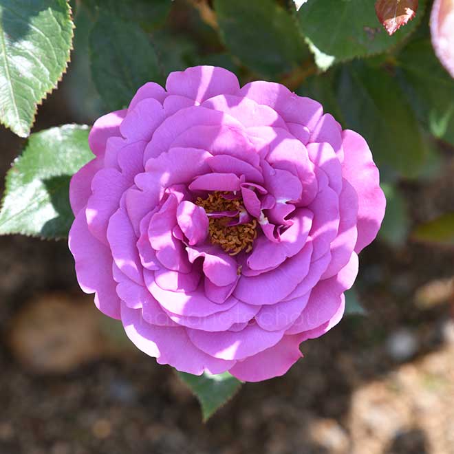 バラ プラム パーフェクト｜花の手帖の薔薇図鑑