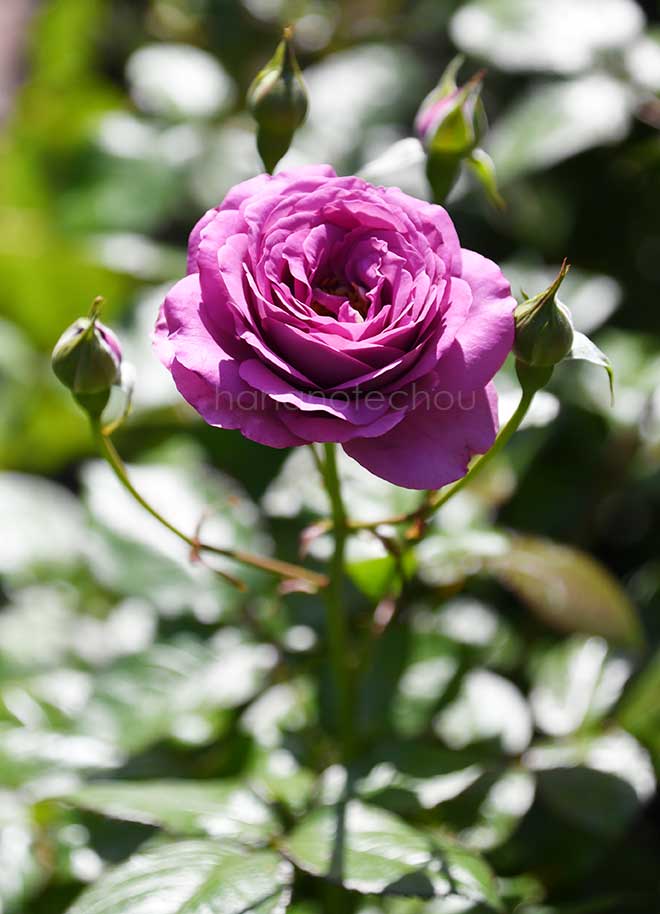 バラ プラム パーフェクト｜花の手帖の薔薇図鑑