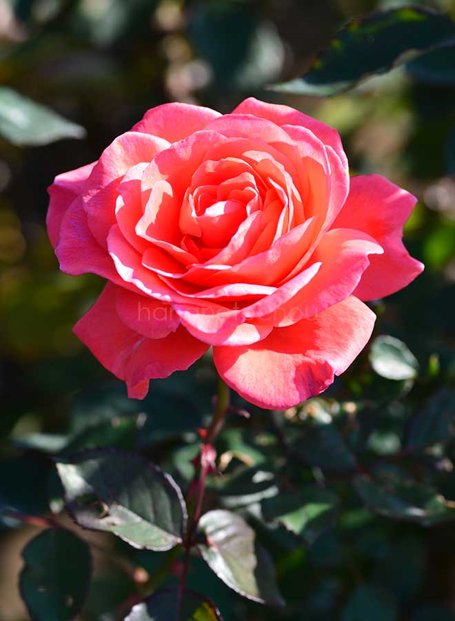 バラ ポリネシアン サンセット｜花の手帖の薔薇図鑑