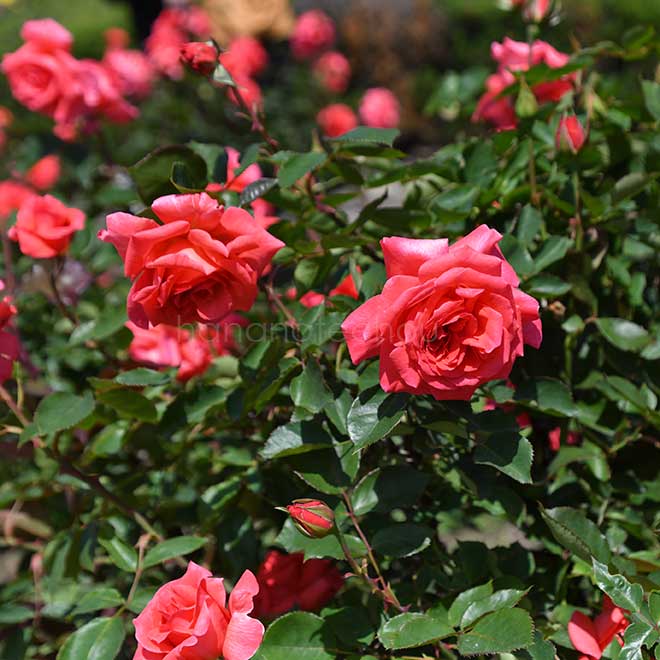 バラ ポリネシアン サンセット｜花の手帖の薔薇図鑑