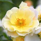 バラ ポップコーン ドリフト｜花の手帖の薔薇図鑑