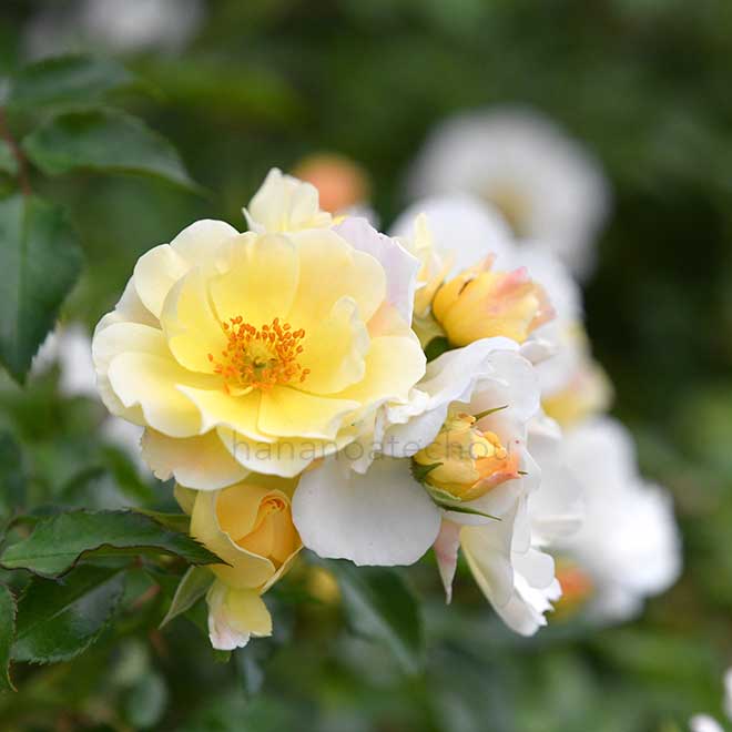 バラ ポップコーン ドリフト｜花の手帖の薔薇図鑑