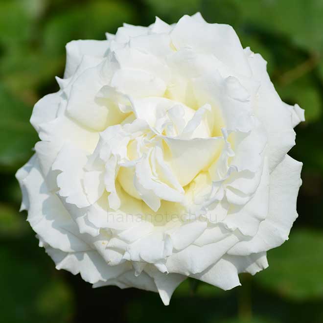 バラ ヨハネパウロ2世|花の手帖の薔薇図鑑