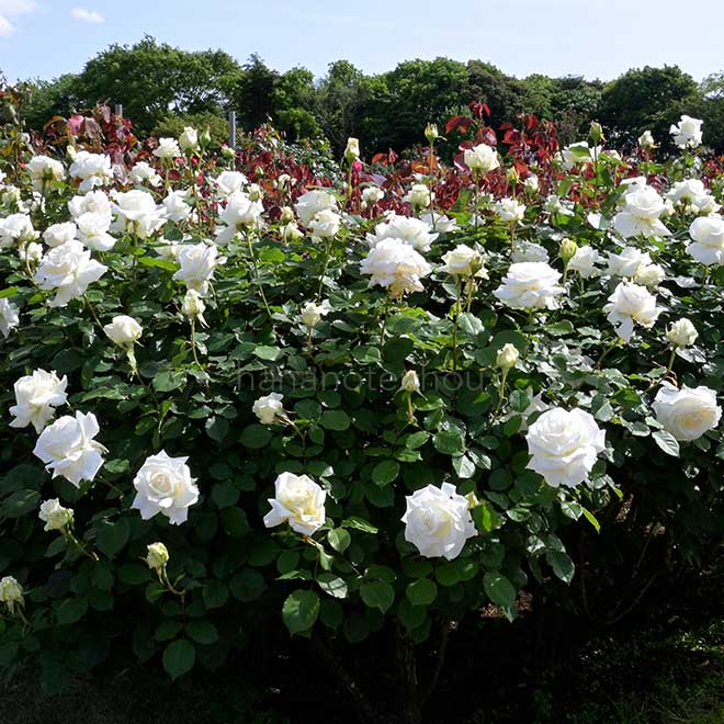 バラ ヨハネパウロ2世|花の手帖の薔薇図鑑