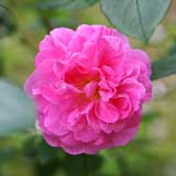 バラ ポートメリヨン｜花の手帖の薔薇図鑑