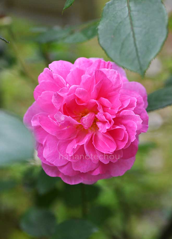 バラ ポートメリヨン｜花の手帖の薔薇図鑑