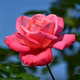 バラ ステファニードゥモナコ｜花の手帖の薔薇図鑑