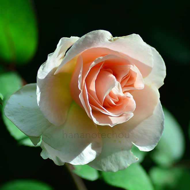 バラ プレイ|花の手帖の薔薇図鑑