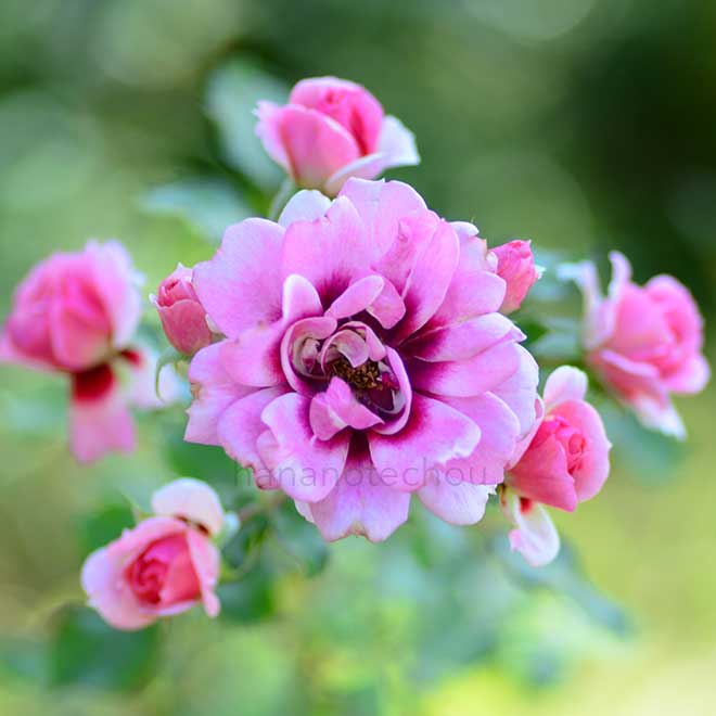 バラ プリンセス バビロン|花の手帖の薔薇図鑑