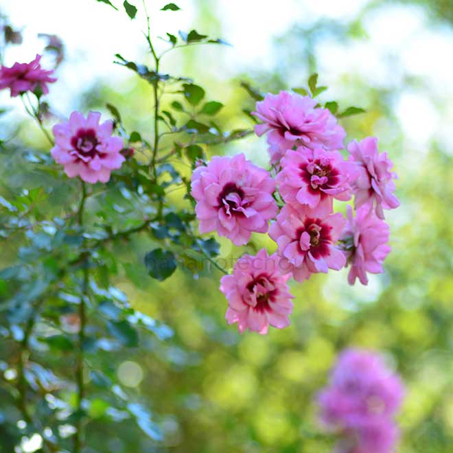 バラ プリンセス バビロン|花の手帖の薔薇図鑑