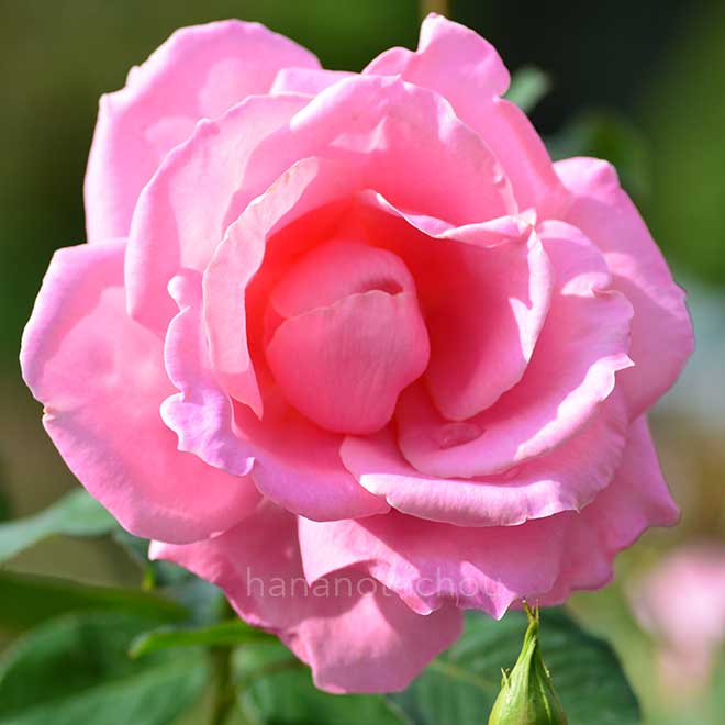 バラ プリンセス マーガレット｜花の手帖の薔薇図鑑