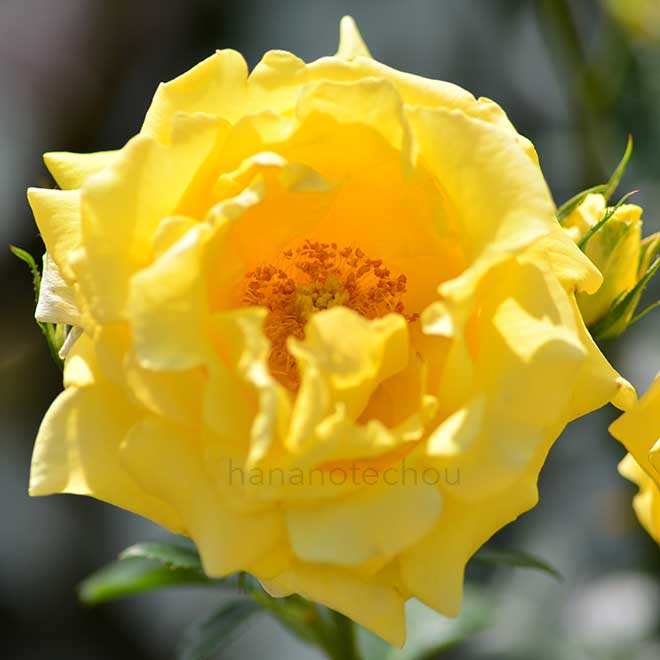 バラ プリンセス マイケル オブ ケント｜花の手帖の薔薇図鑑