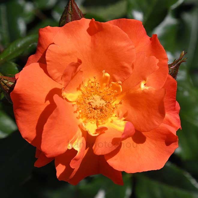 バラ プリンセスミチコ|花の手帖の薔薇図鑑