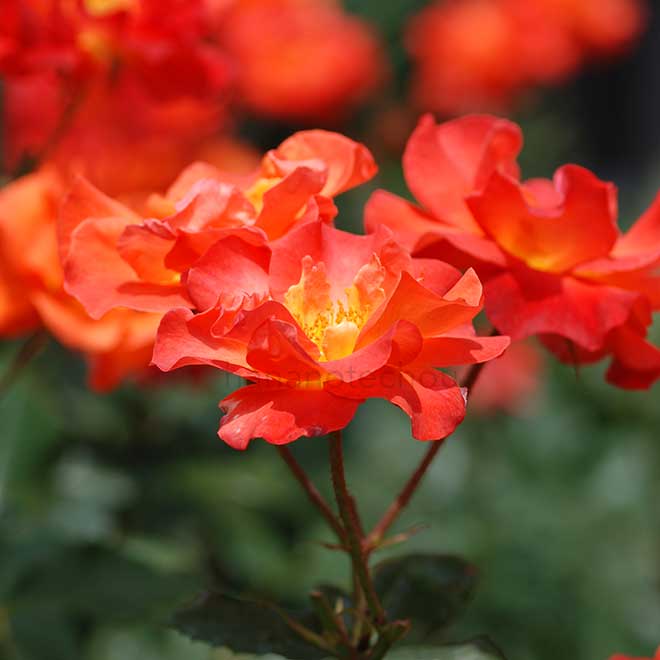 バラ プリンセスミチコ|花の手帖の薔薇図鑑