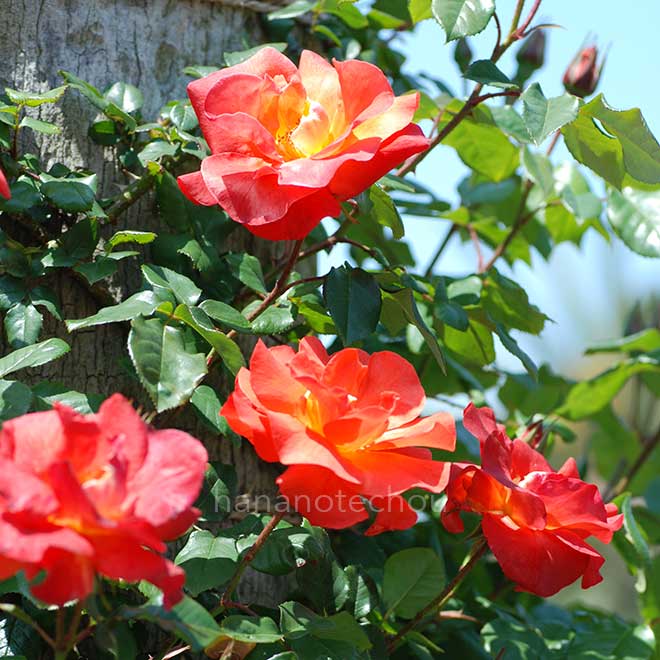バラ つるプリンセスミチコ｜花の手帖の薔薇図鑑