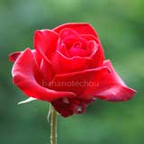 バラ プレシャス プラチナム｜花の手帖の薔薇図鑑