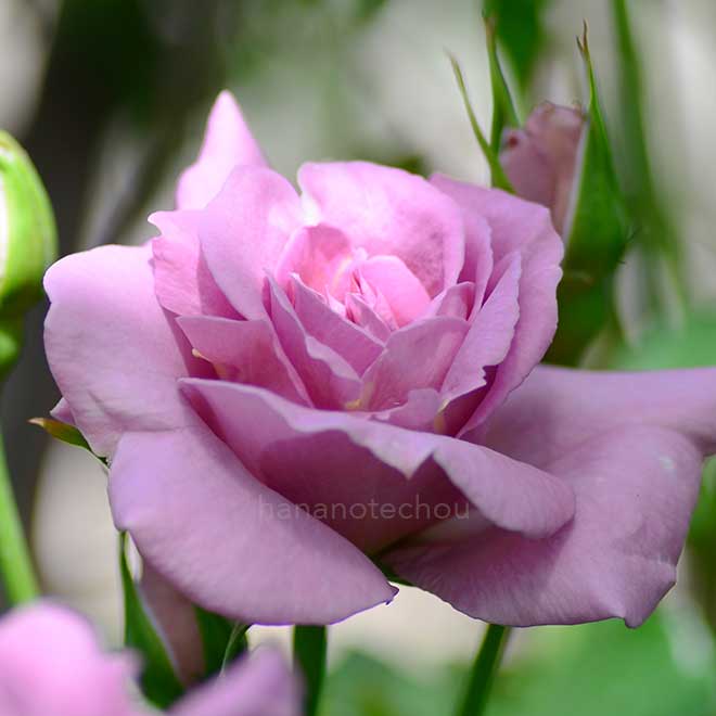 バラ プレリュード｜花の手帖の薔薇図鑑