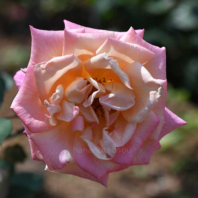 バラ プレジデント ハーバート フーバー｜花の手帖の薔薇図鑑