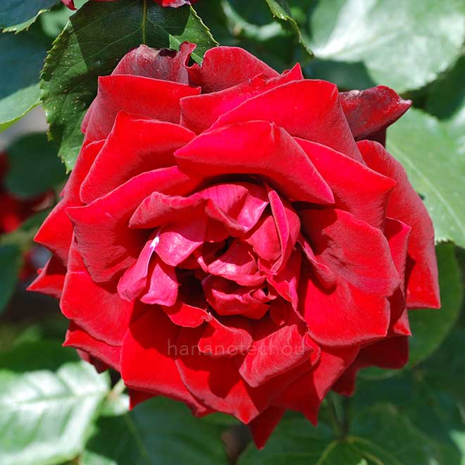 バラ プレジデント L. サンゴール｜花の手帖の薔薇図鑑