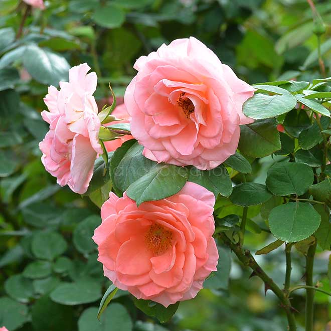 バラ プレステージ ドゥ リヨン｜花の手帖の薔薇図鑑