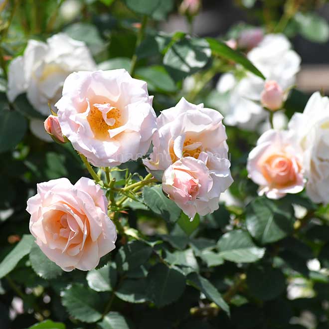 バラ プリティ レディ｜花の手帖の薔薇図鑑