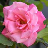 バラ プリマ バレリーナ｜花の手帖の薔薇図鑑