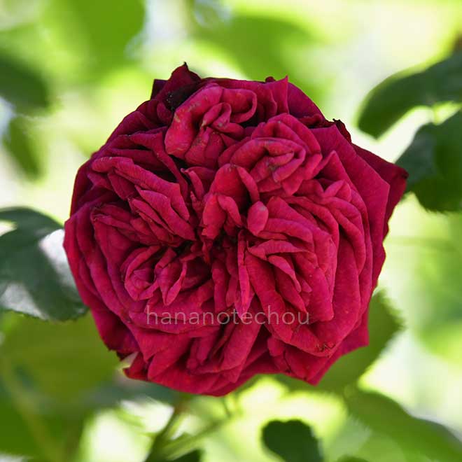 バラ |花の手帖の薔薇図鑑