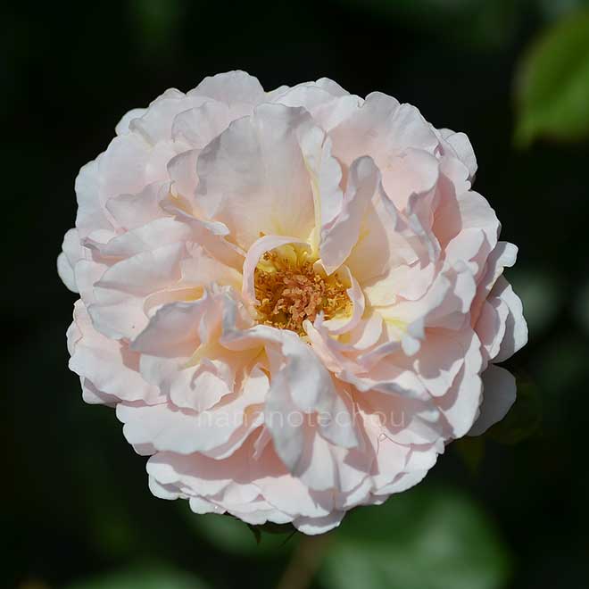 バラ プリンセス シャルレーヌ ドゥ モナコ｜花の手帖の薔薇図鑑