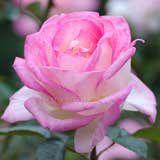 バラ |花の手帖の薔薇図鑑