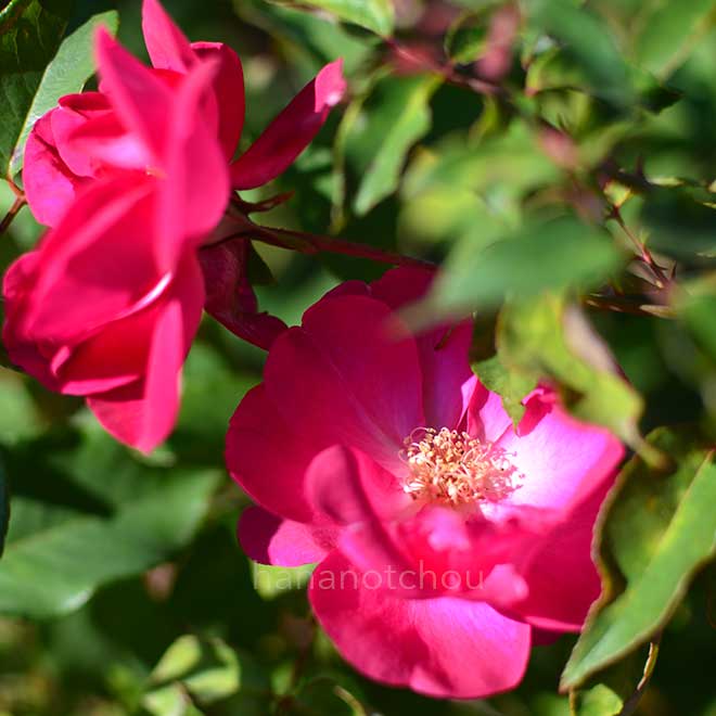バラ プリンセス ドゥ サガン｜花の手帖の薔薇図鑑
