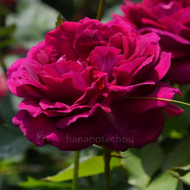 バラ プリンセスナガコ｜花の手帖の薔薇図鑑