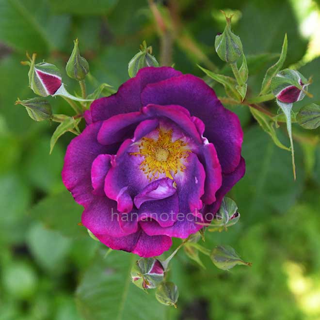 バラ プリンセス シビル ドゥ ルクセンブルグ｜花の手帖の薔薇図鑑