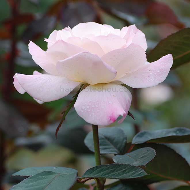 バラ プリスタイン｜花の手帖の薔薇図鑑
