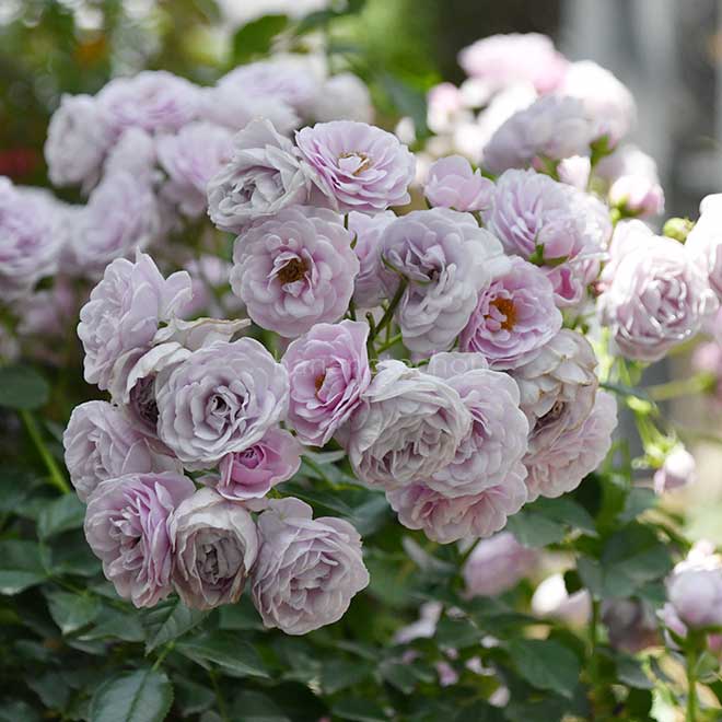 バラ プロローグ|花の手帖の薔薇図鑑