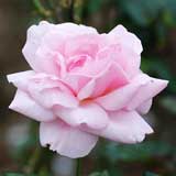 バラ プロミス｜花の手帖の薔薇図鑑