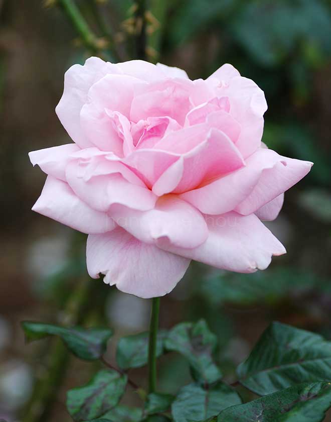 バラ プロミス｜花の手帖の薔薇図鑑