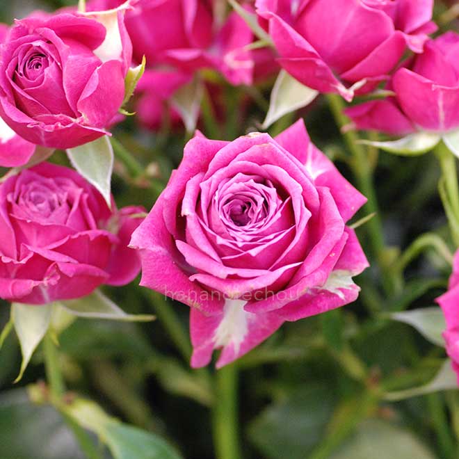 バラ プロフェシー｜花の手帖の薔薇図鑑