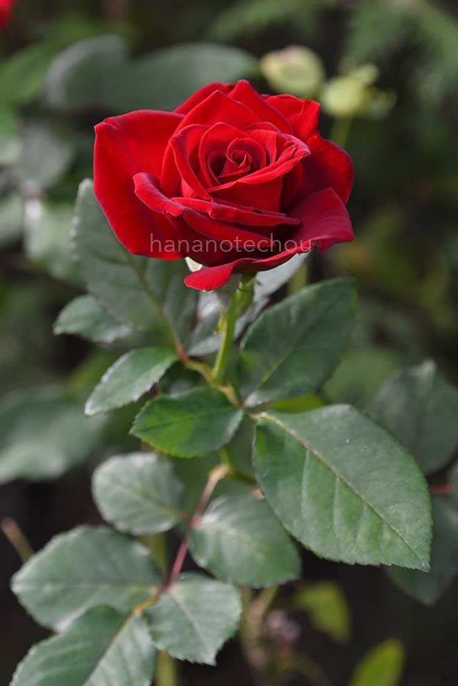 バラ プロポーズ｜花の手帖の薔薇図鑑