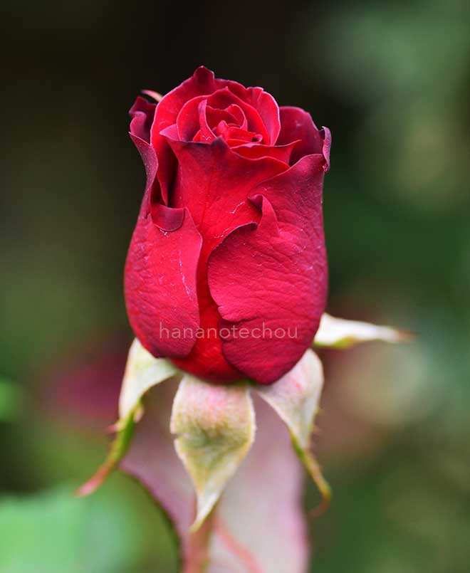 バラ プロポーズ｜花の手帖の薔薇図鑑