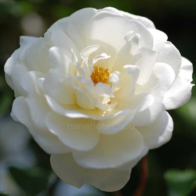 バラ プロスペリティ｜花の手帖の薔薇図鑑