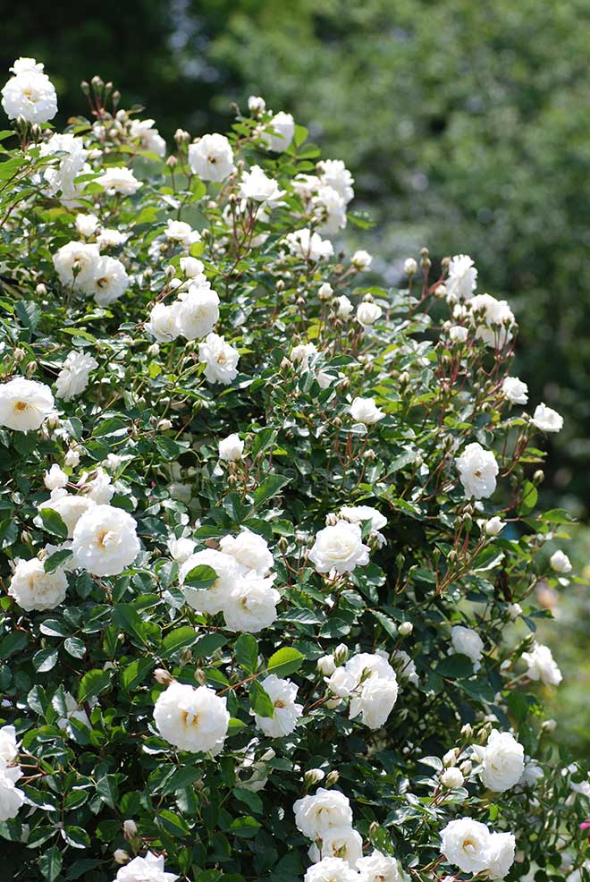 バラ プロスペリティ｜花の手帖の薔薇図鑑