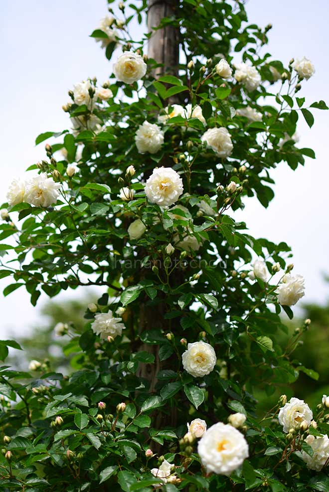 バラ プロスペリティ｜花の手帖の薔薇図鑑