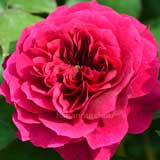 バラ プロスペロ｜花の手帖の薔薇図鑑