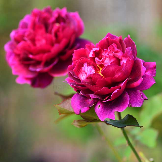 バラ プロスペロ|花の手帖の薔薇図鑑