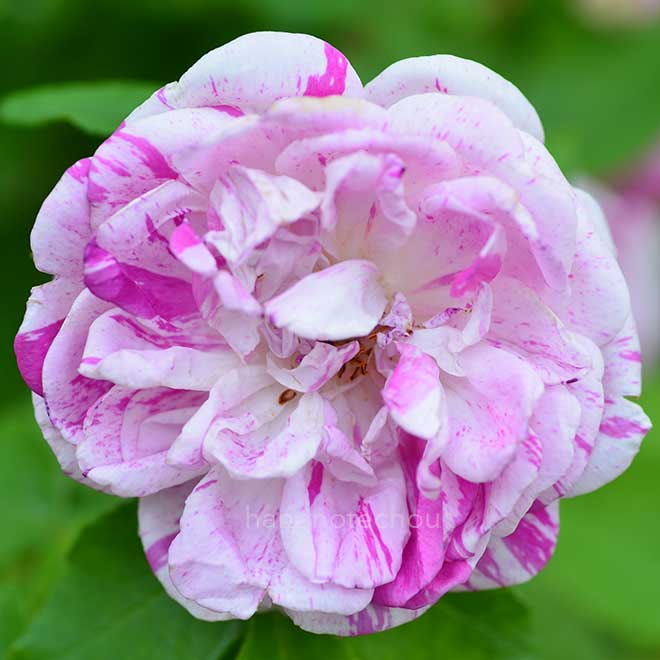 バラ ｜花の手帖の薔薇図鑑