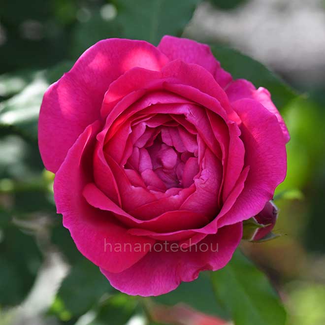 バラ パブ ロック｜花の手帖の薔薇図鑑